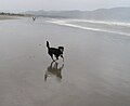 Article: Agate Beach, Oregon