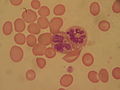 New Category:Neutrophils