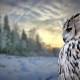 The Future of Virtual Events, depicted by a snowy owl looking over the dusk landscape.