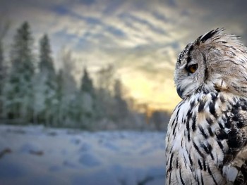 The Future of Virtual Events, depicted by a snowy owl looking over the dusk landscape.