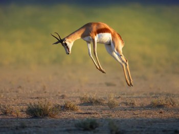 How To Use Video For Virtual Event Marketing, depicted by a gazelle leaping.