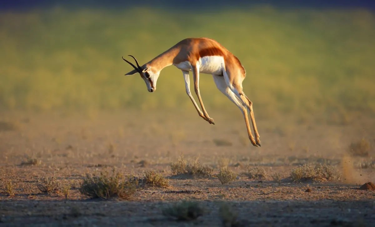 How To Use Video For Virtual Event Marketing, depicted by a gazelle leaping.