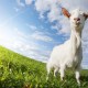 Virtual Event Marketing Strategy, depicted by a GOAT on a meadow.
