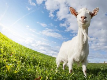 Virtual Event Marketing Strategy, depicted by a GOAT on a meadow.