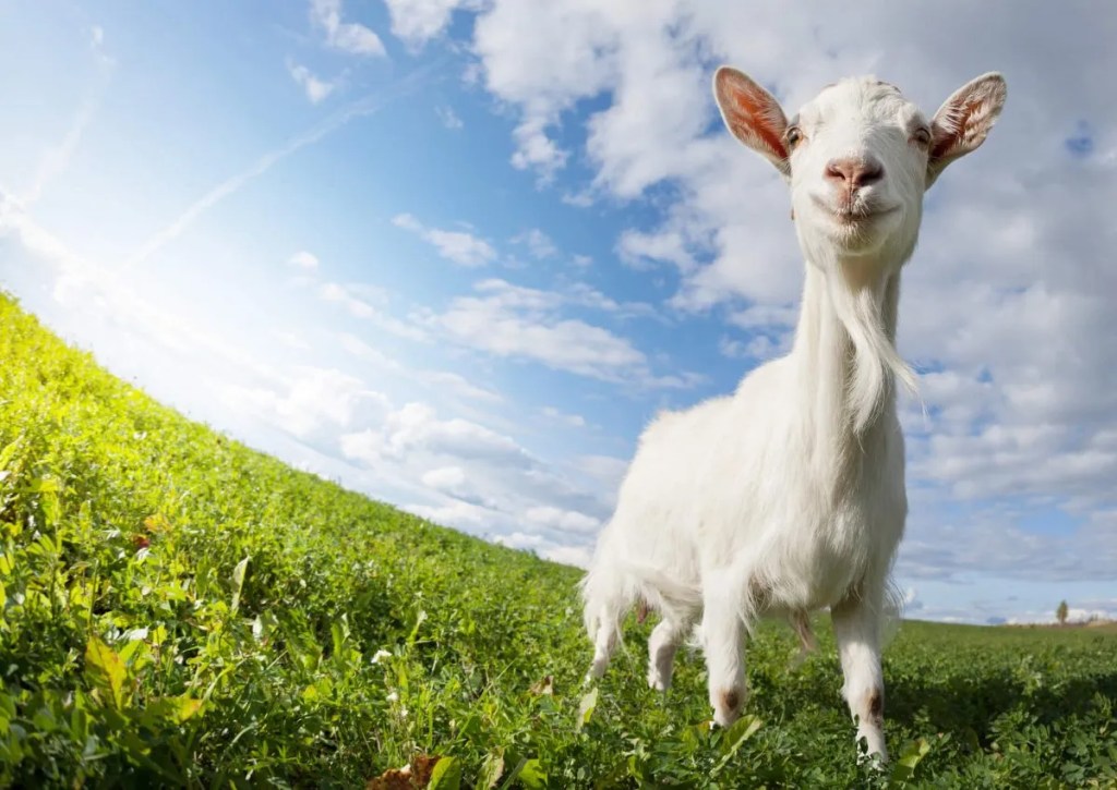 Virtual Event Marketing Strategy, depicted by a GOAT on a meadow.